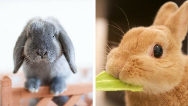 75 Cute Bunnies That Prove Cats And Dogs Are Not The Only Pets You Can Have