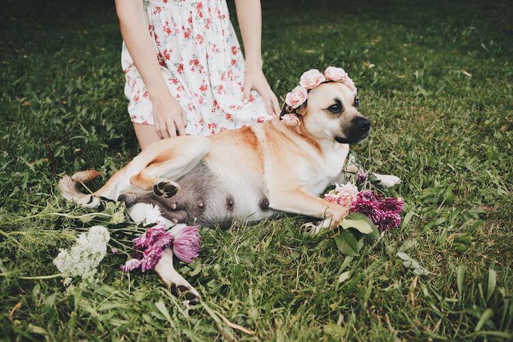 dog maternity shoot 2