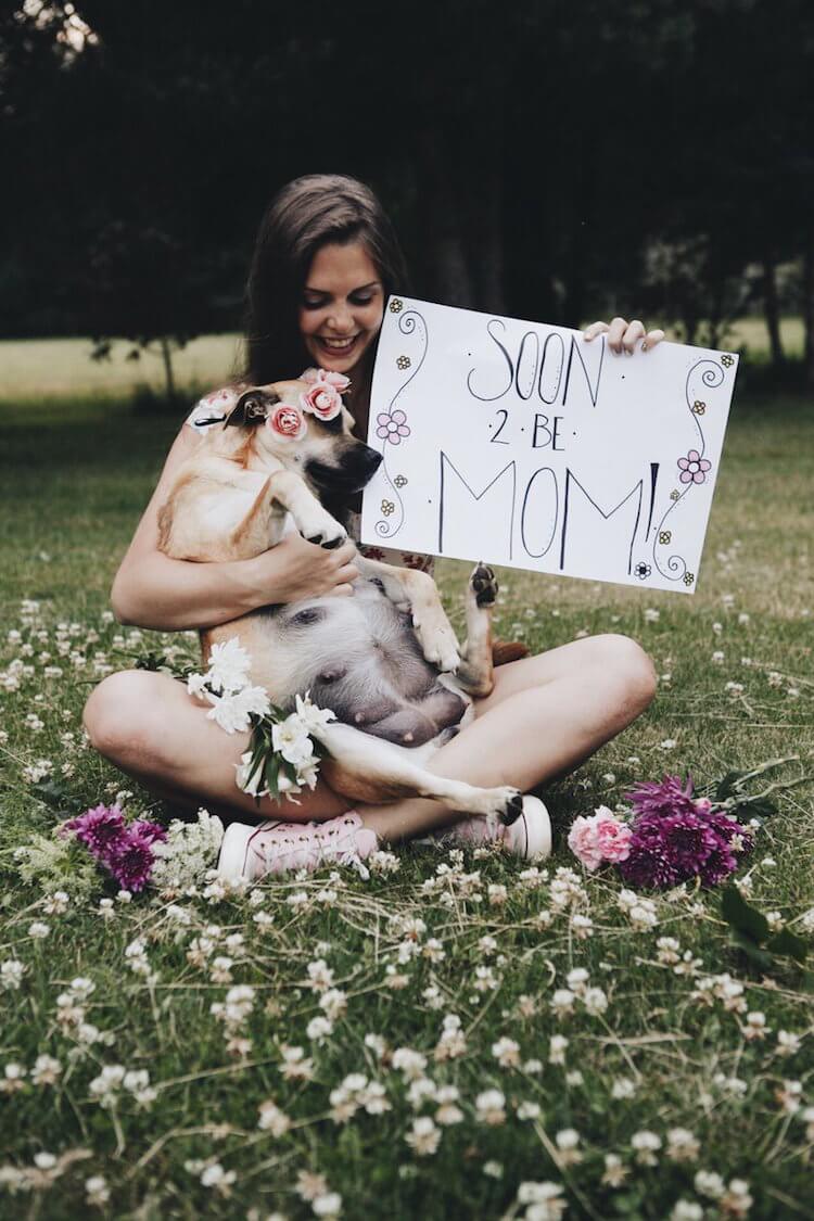 dog maternity shoot 3