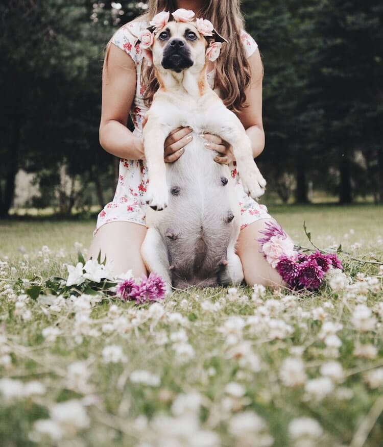 Let Us Show You a Very Cute Dog Maternity Shoot, Like You’ve Never Seen