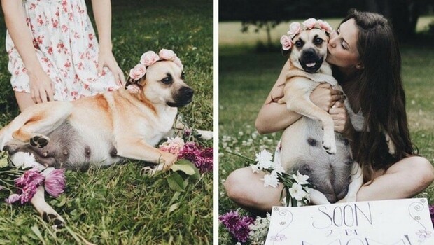 dog photo shoot dog photo shoot