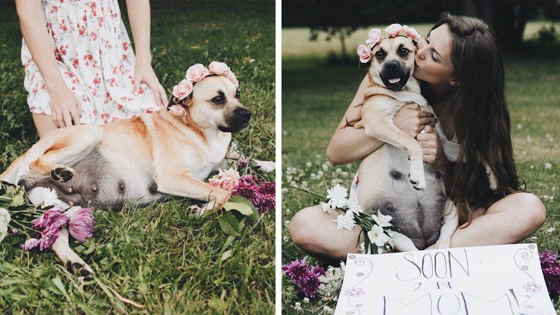 dog maternity shoot