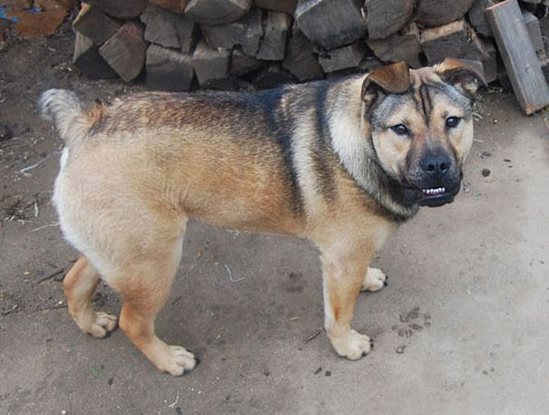 23 Husky Mixes And Other Cross Dog Breeds That Redefine