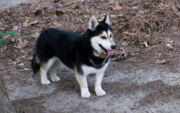 husky mix breed 15