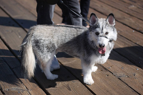 husky mix breed 16