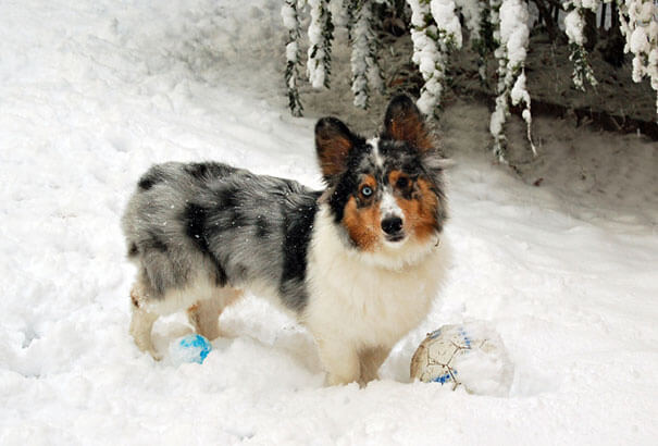 husky mix breed 20