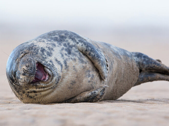laughing seal 1 (1)