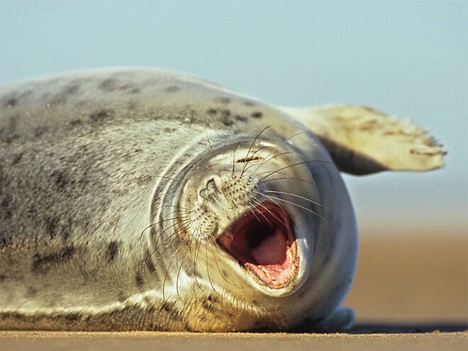 lol seal 13 (1)