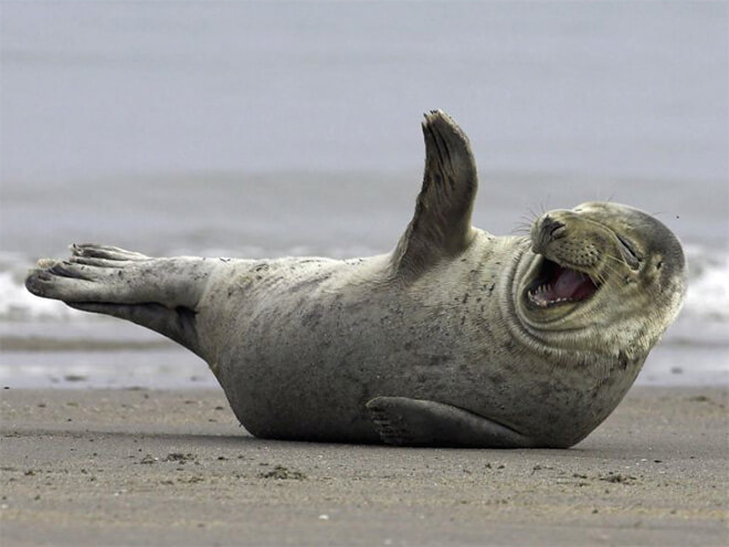 laughing seal 2 (1)