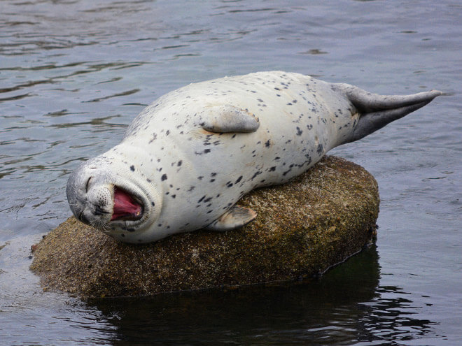 lol seal 3 (1)