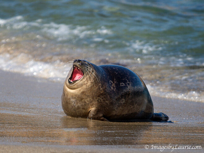 https://theawesomedaily.com/wp-content/uploads/2017/07/laughing-seal-4-1.jpg