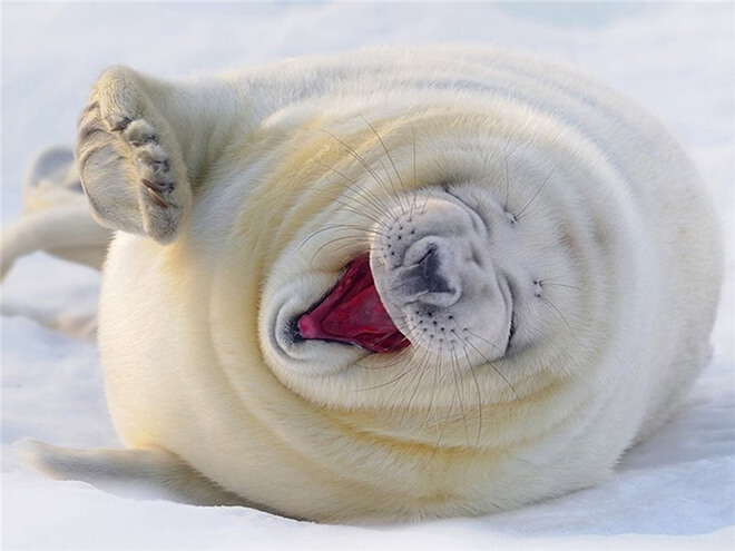 lol seal 5 (1)