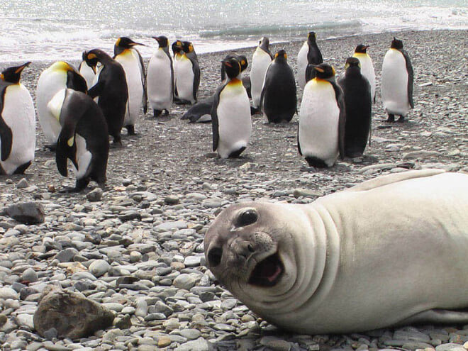 lol seal 6 (1)