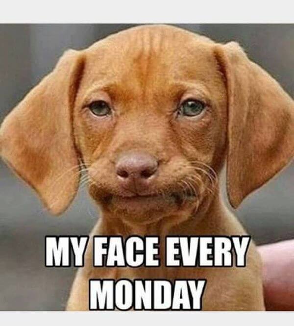 Best Memes About Monday Meme Happy Monday Meme My Xxx Hot Girl