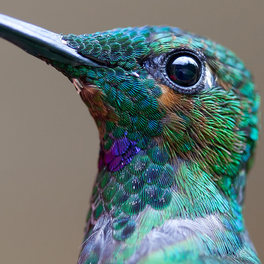 pictures of hummingbirds