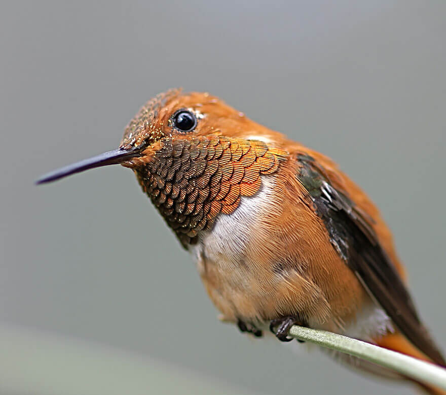 images of hummingbirds 10