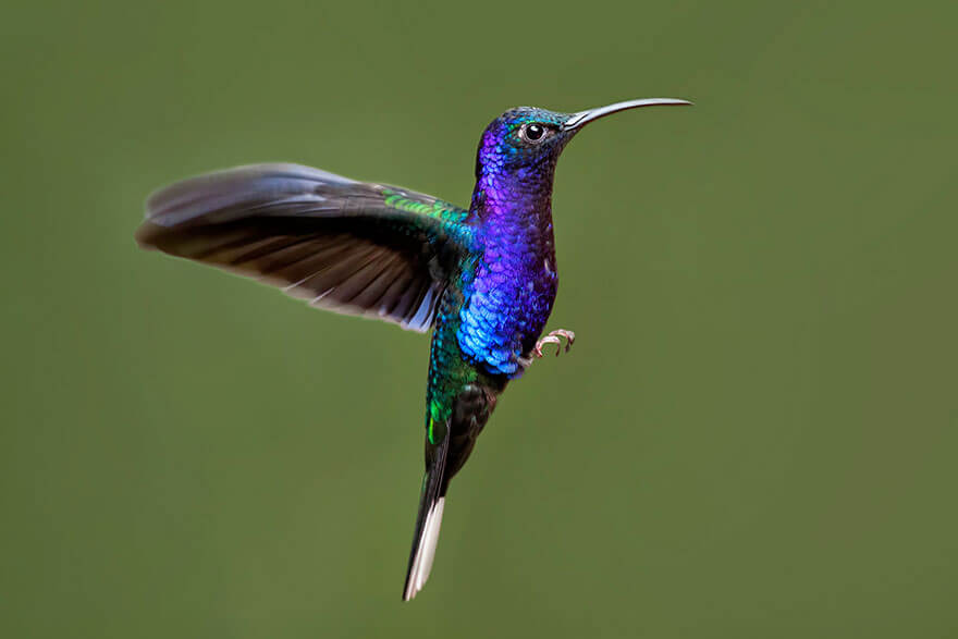 images of hummingbirds 11