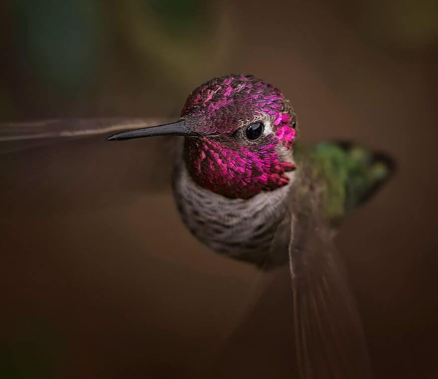 images of hummingbirds 12