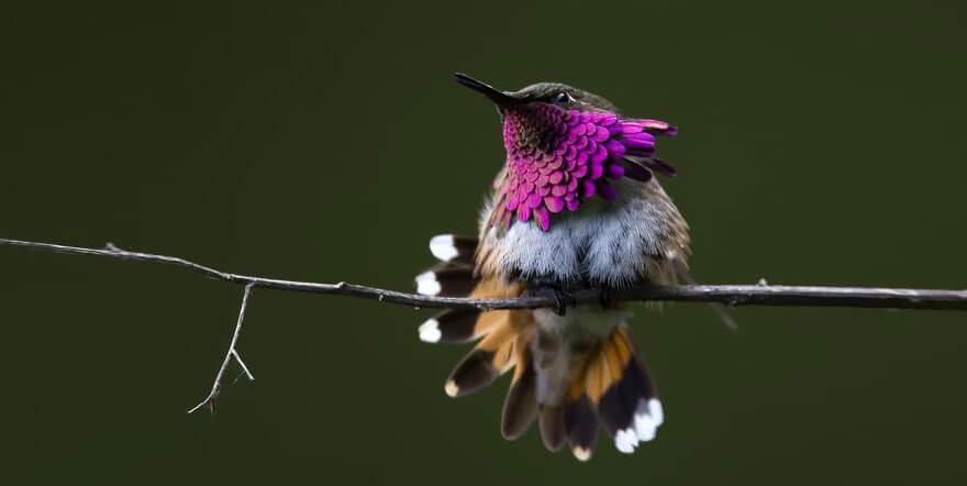 photos of hummingbirds 14