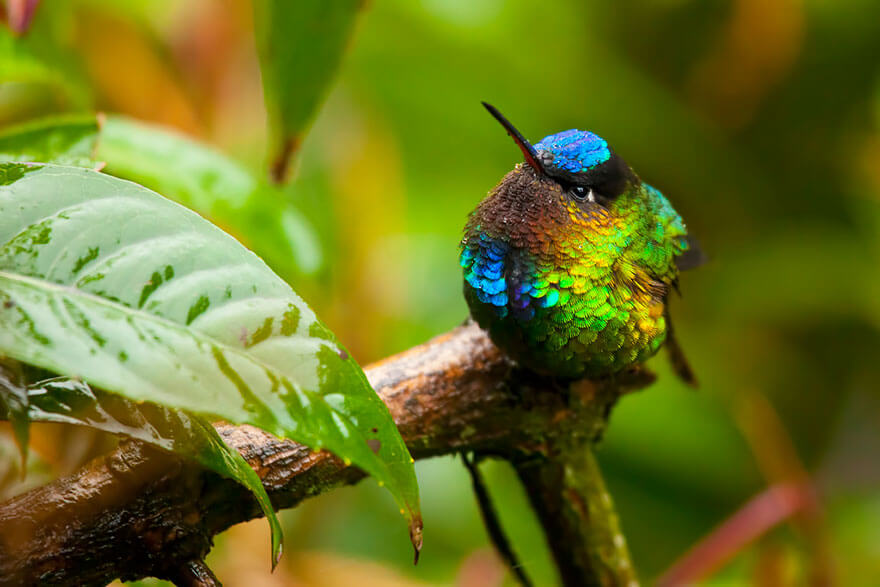 photos of hummingbirds 16