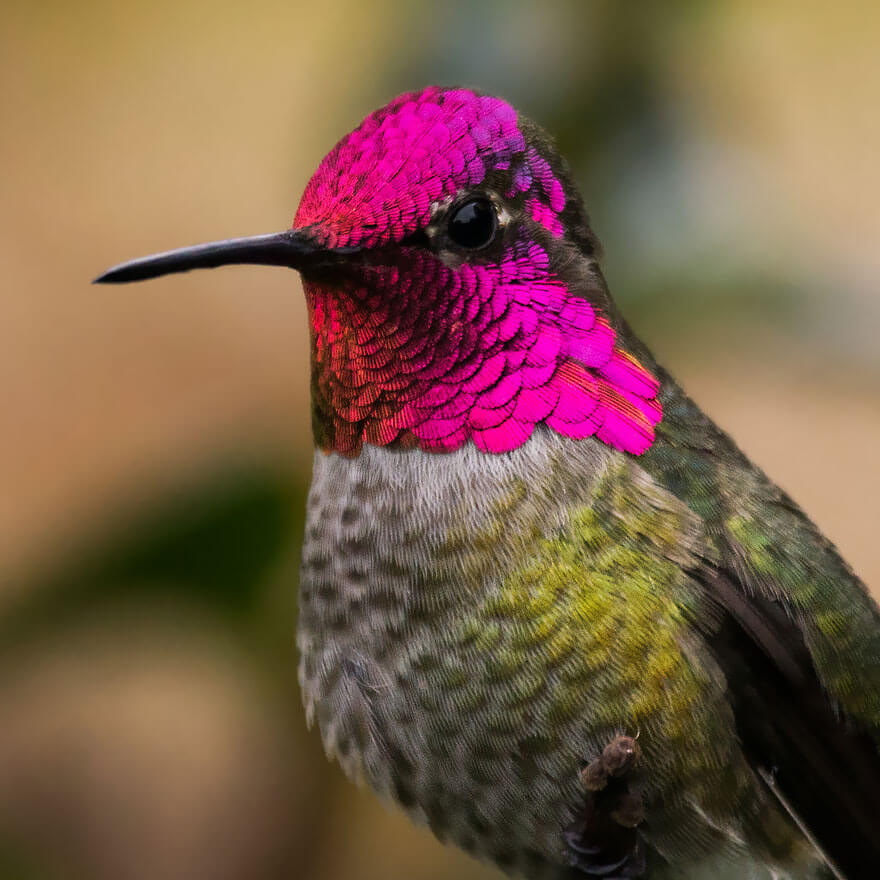 20 Pictures Of Hummingbirds Show These Birds Are Beautiful ...