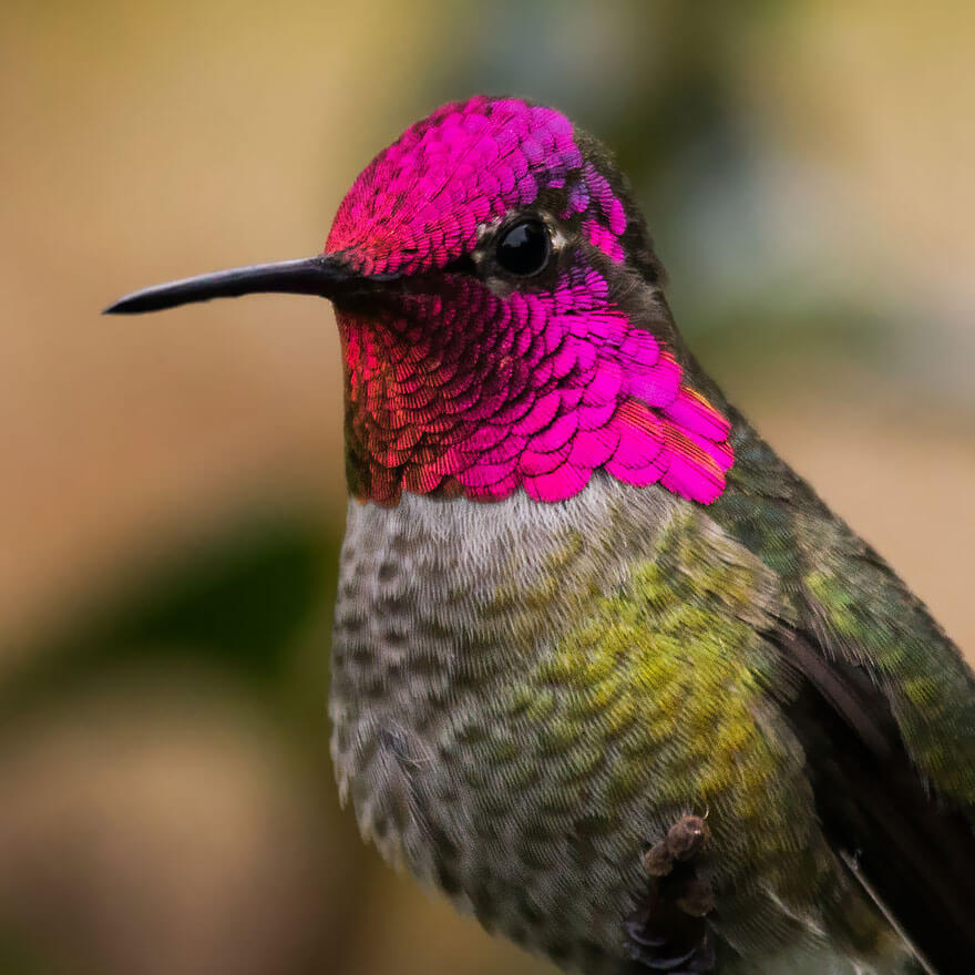 colorful hummingbird