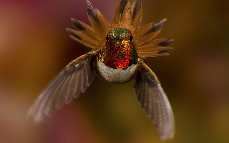 photos of hummingbirds 18