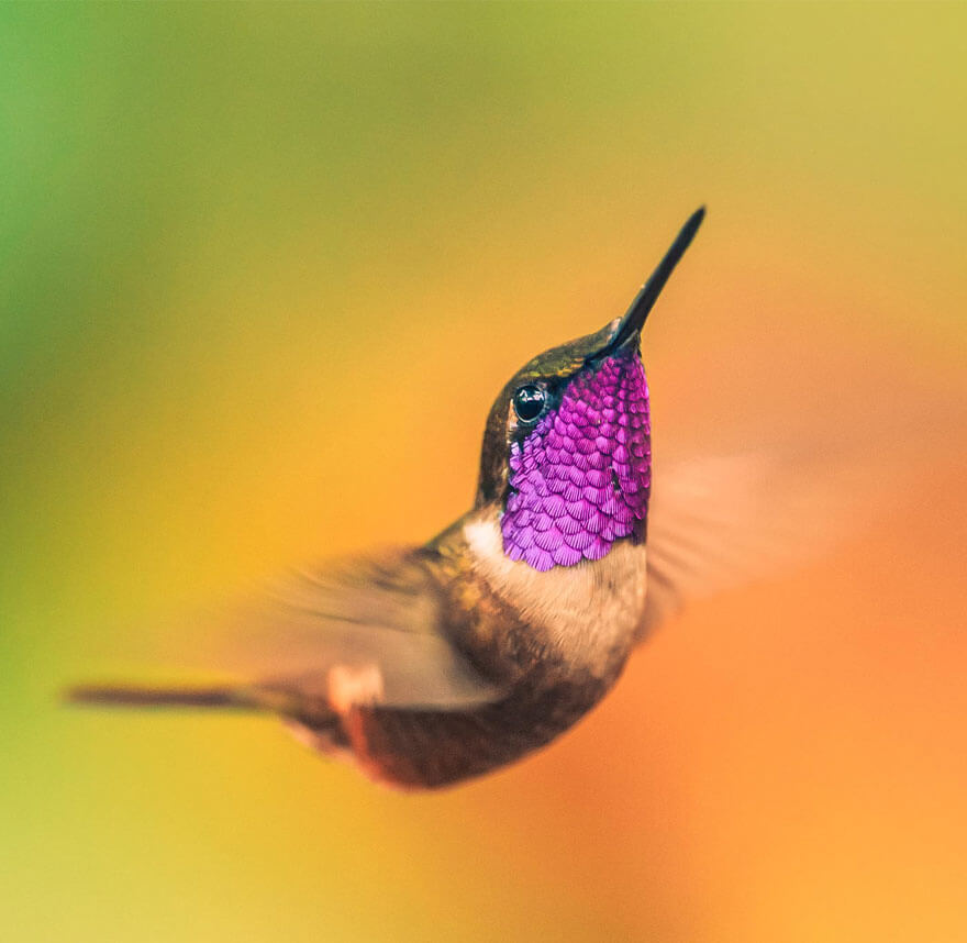 photos of hummingbirds 19