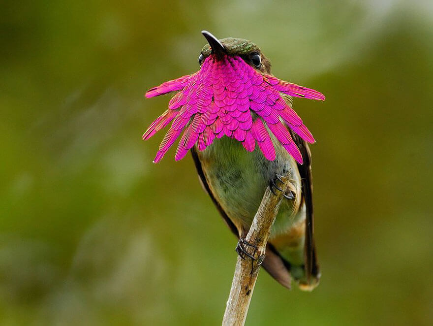 pictures of hummingbirds 2