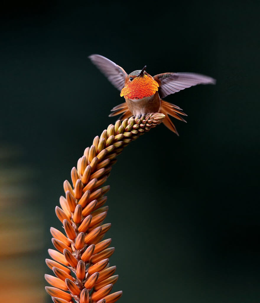 pictures of hummingbirds 20