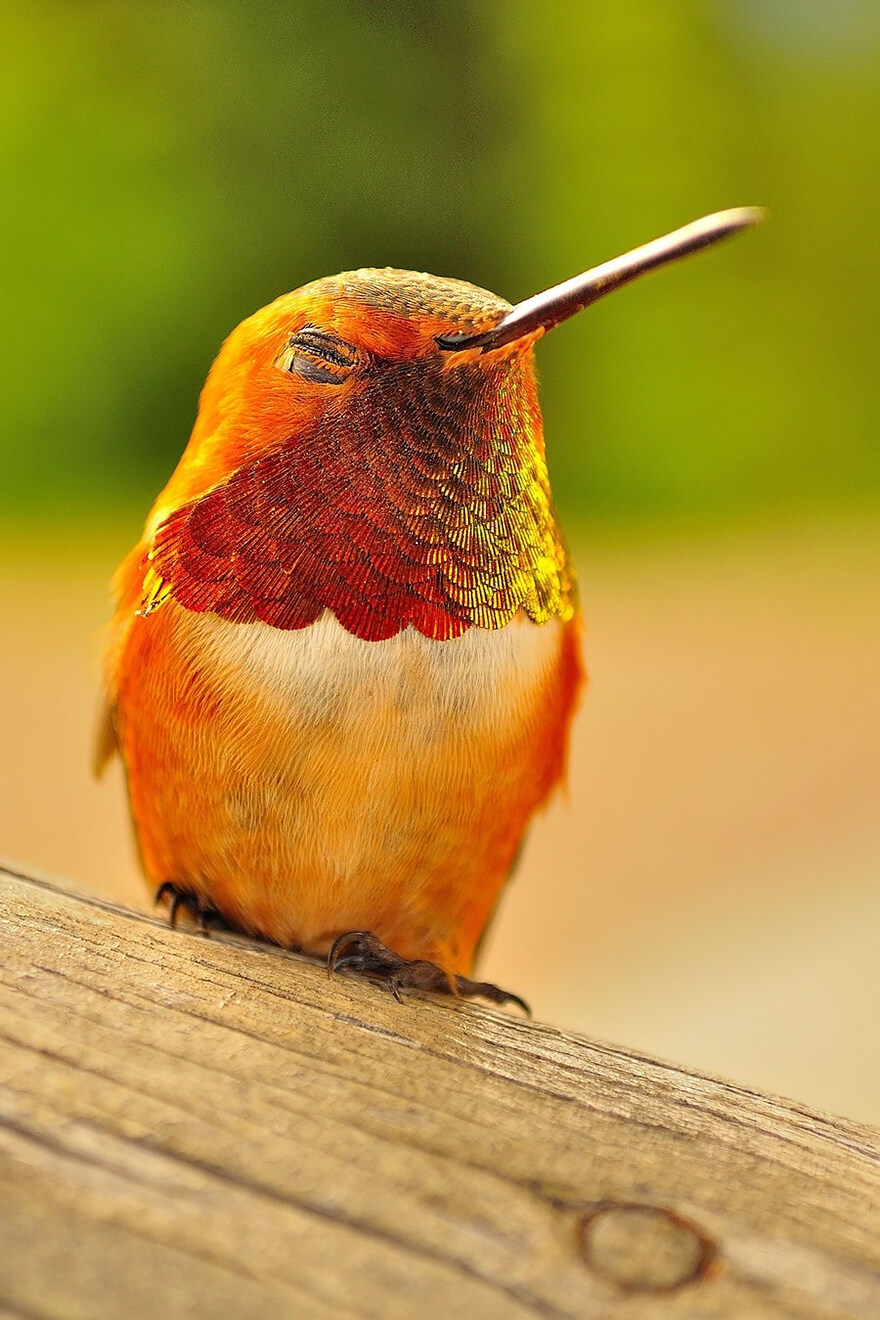 20 Pictures Of Hummingbirds Show These Birds Are Beautiful As they Are ...