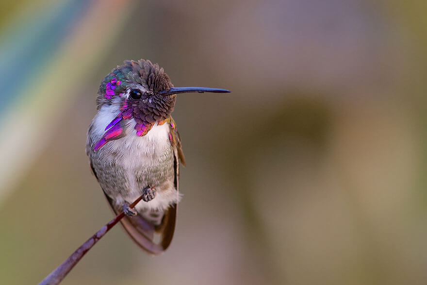 images of hummingbirds 4