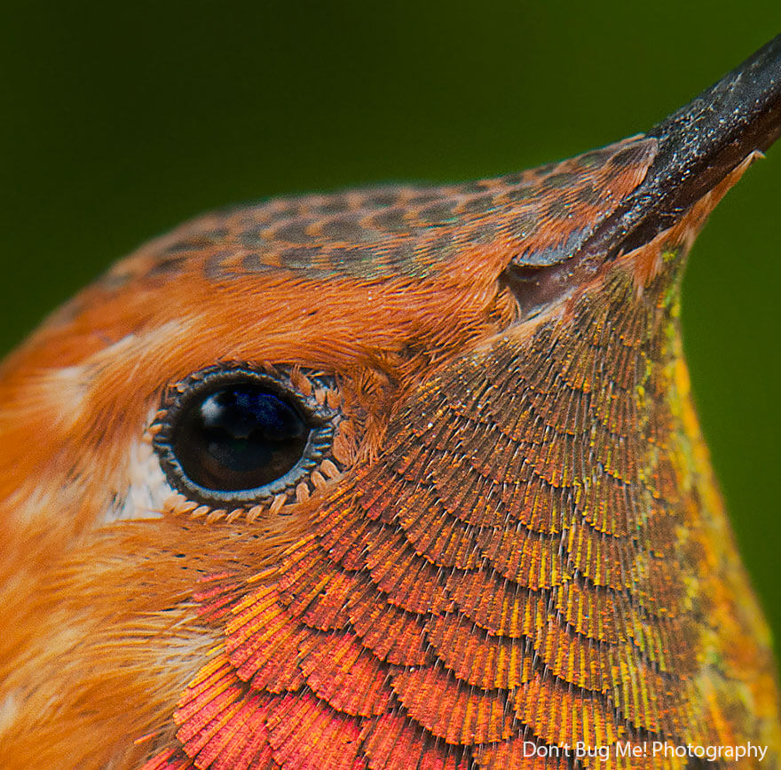 images of hummingbirds 5