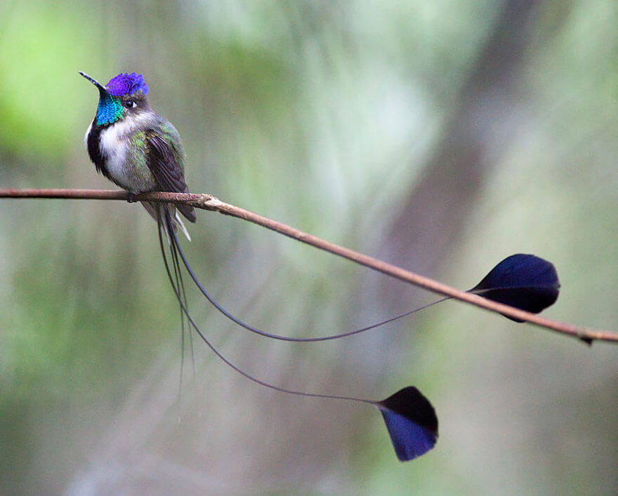 images of hummingbirds 6