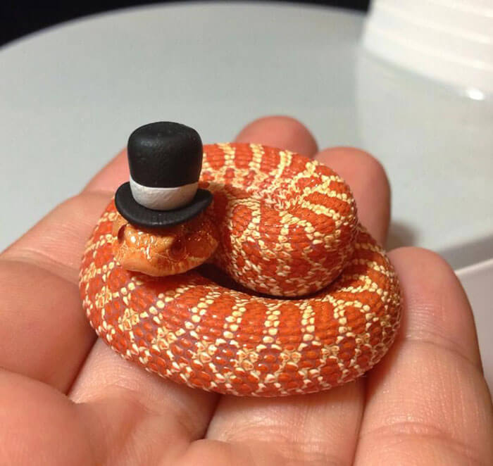 snakes with hats 1 (1)