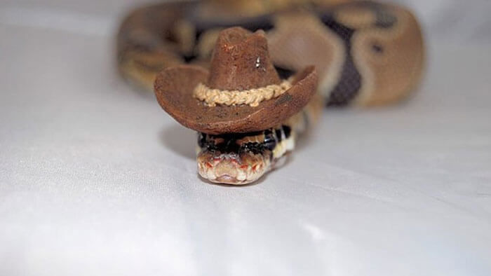 snakes in hats 10 (1)