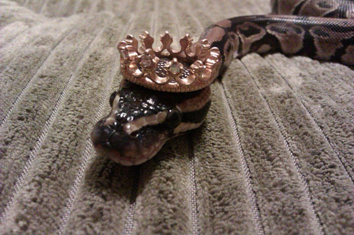 snakes in hats 11 (1)