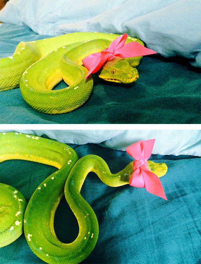snakes in hats 13 (1)