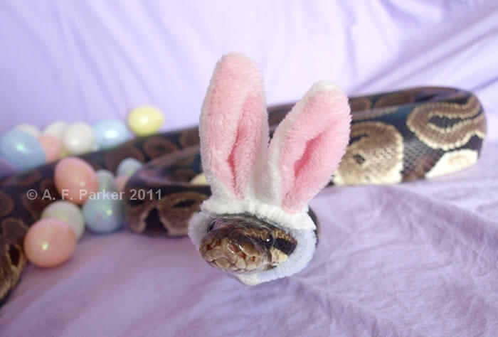 snakes wearing hats 15 (1)