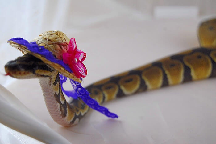 snakes wearing hats 20 (1)