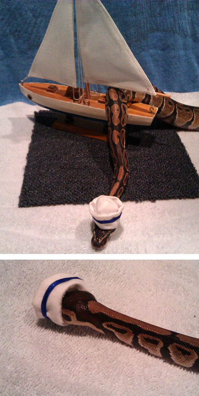 snakes wearing hats 22 (1)