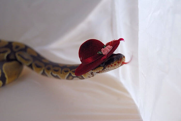 snakes wearing hats 23 (1)