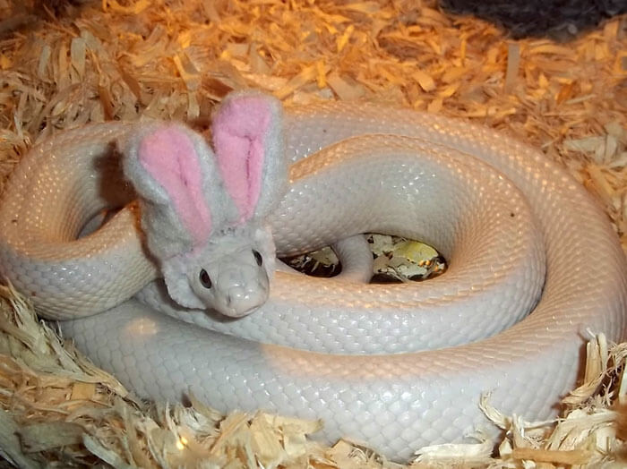 snakes wearing hats 24 (1)