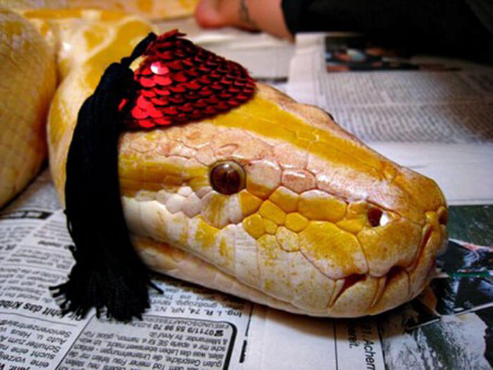 snakes and hats 25 (1)