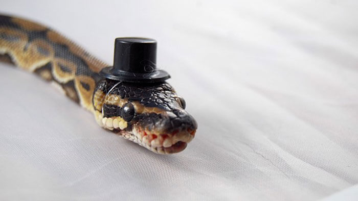 snakes and hats 26 (1)