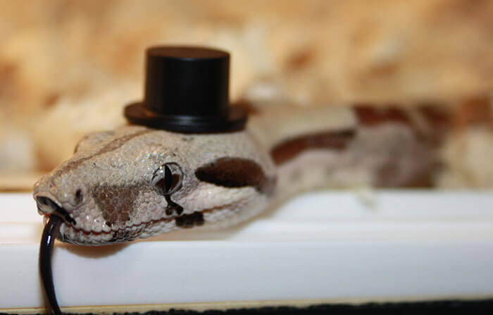 snakes and hats 28 (1)