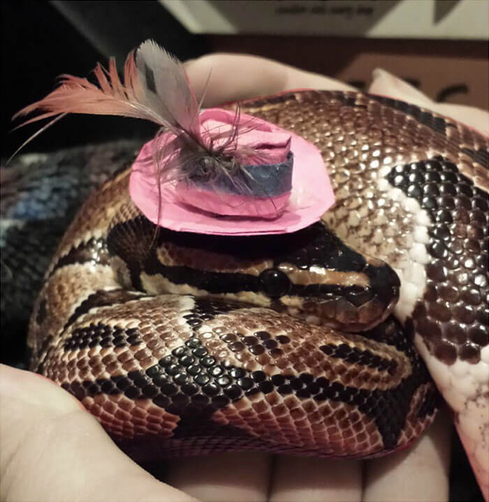 snakes and hats 31 (1)
