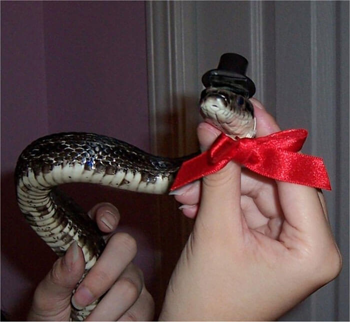 snakes and hats 35 (1)