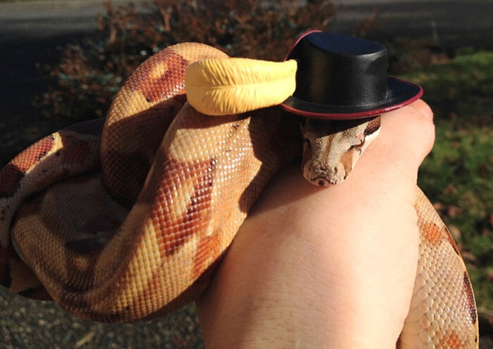 snakes and hats 37 (1)