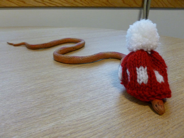 snakes and hats 40 (1)